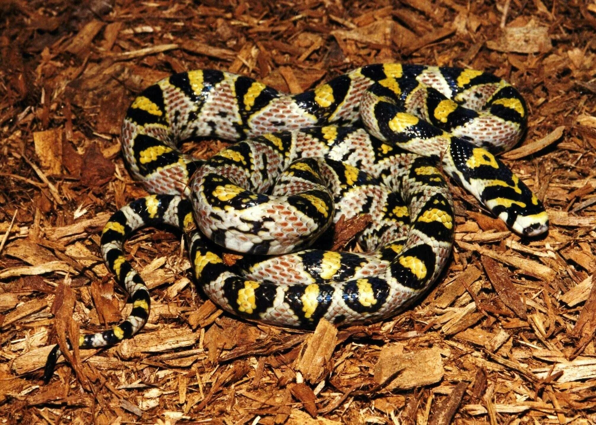 Черная с желтыми пятнами на голове. Полосатый полоз. Мандариновый полоз (Elaphe Mandarina). Леопардовый полоз. Змея полосатый полоз.