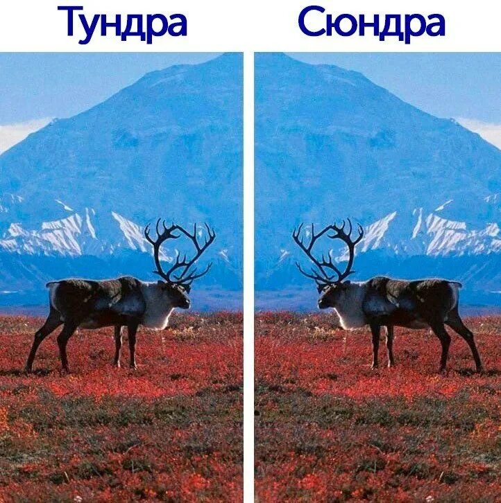 Туда сюда сделай пару. Тундра сюндра. мемы про тундру. мемы туда сюда. судак туда мем.