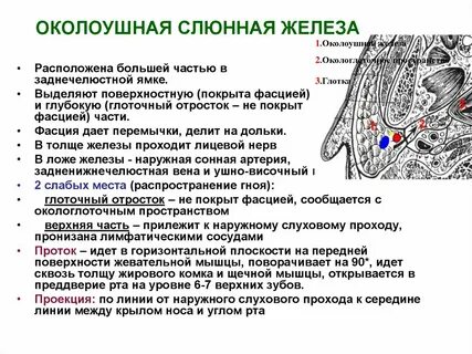 Околоушная слюнная железа открывается