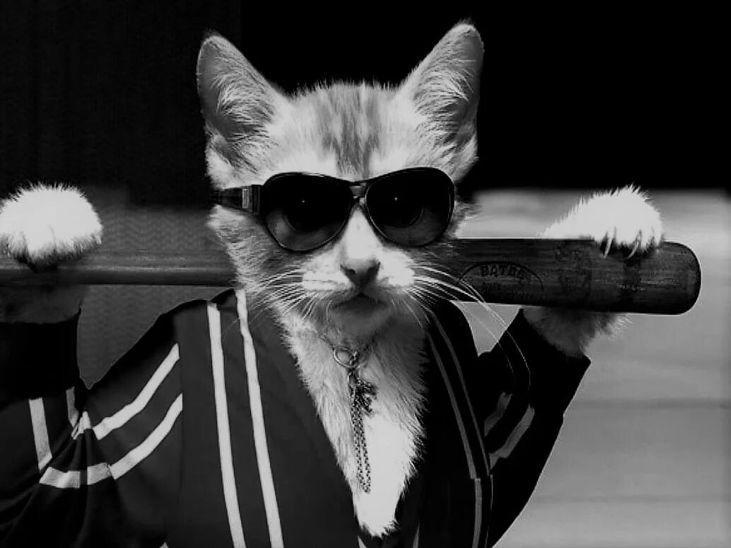 Кот в адидасе. Кот в адидасе. Котенок в адидасе. Кот в костюме. Кот в костюме адидас.