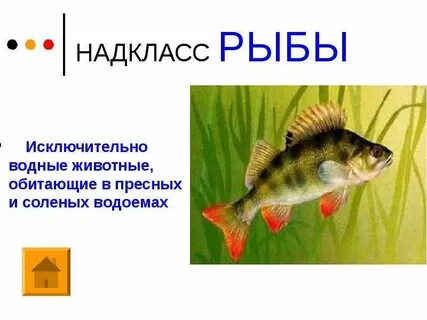 Какие рыбы пресные