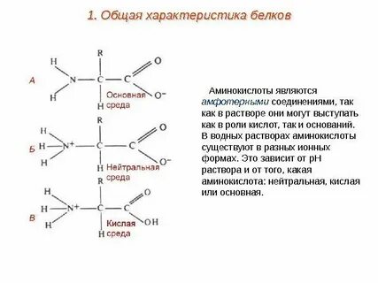 Белки основные аминокислоты