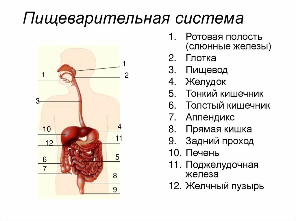 Установите соответствие печень поджелудочная. Последовательность органов пищеаарительнойсистемы. Пищеварительная система человека последовательность. Органы пищеварительной системы в верной последовательности. Строение и функции пищеварительной системы человека схема.