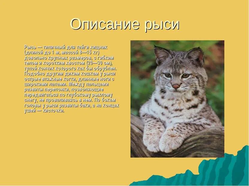 Рысь составить предложение. Рысь в тайге описание. рассказ о рыси. сообщение о рысе краткое. сообщение на тему рысь.