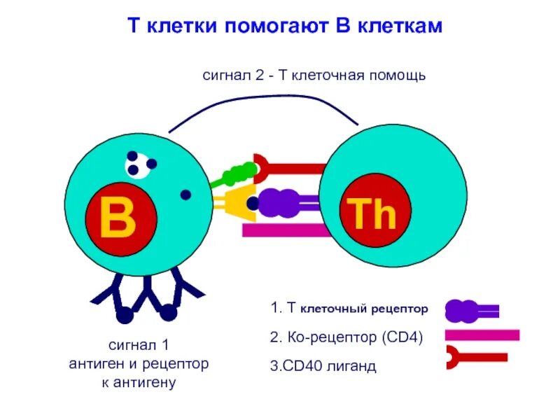 Активация т клеток. Cd4 т клеточный ответ. т клетки схема. т клеточный рецептор. функции т клеток.