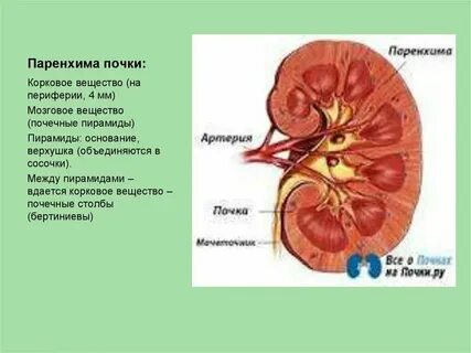 Паренхима почки в норме