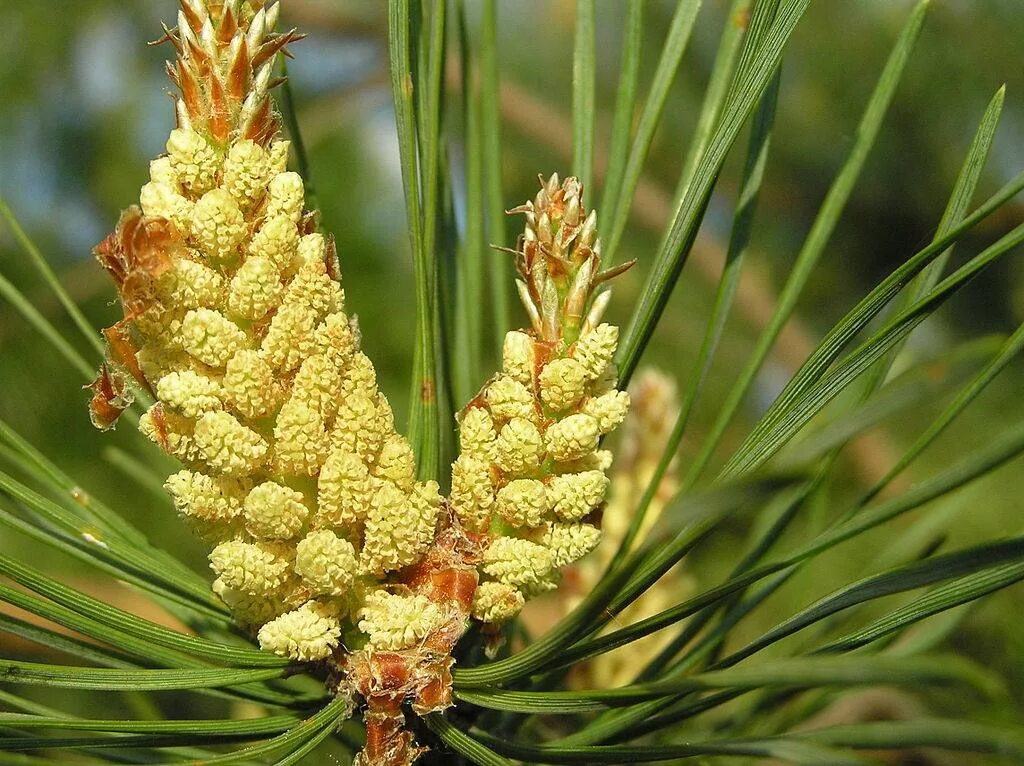 Мужская шишка. Pinus Sylvestris. Микростробилы сосны обыкновенной. Макростробилы сосны обыкновенной. Пыльца сосны обыкновенной.