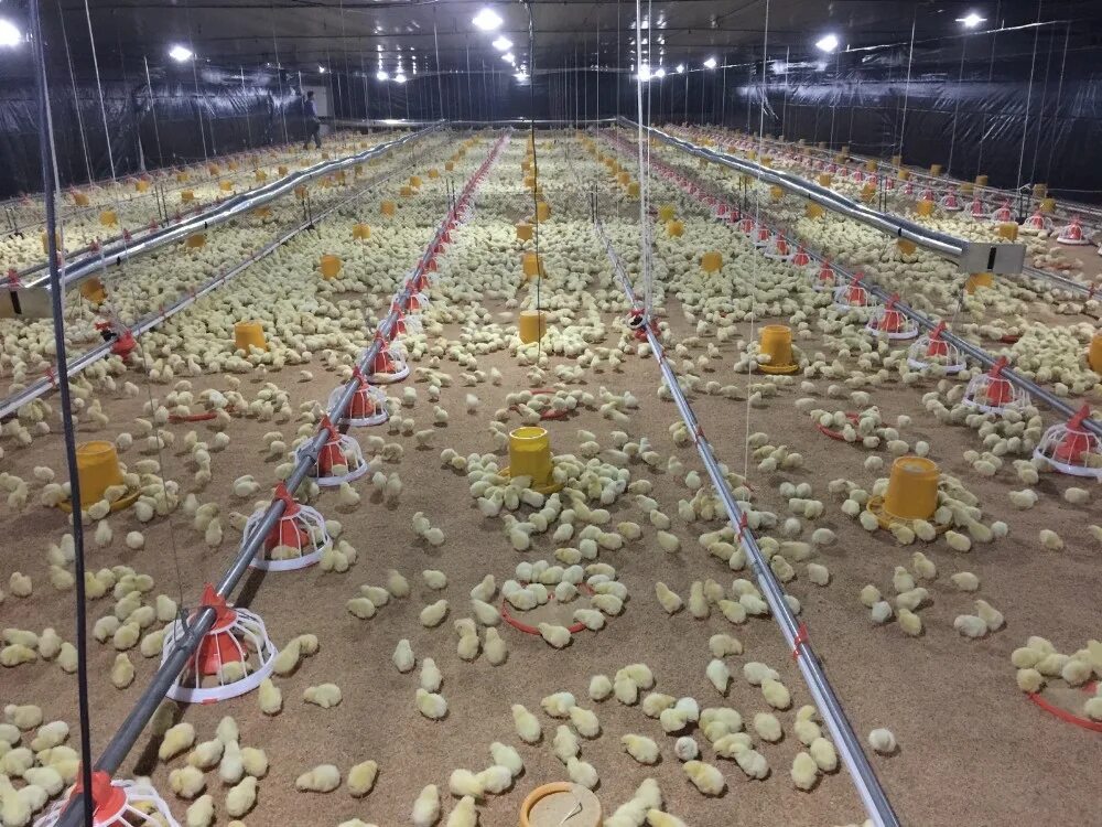 Оборудование для птицеводства