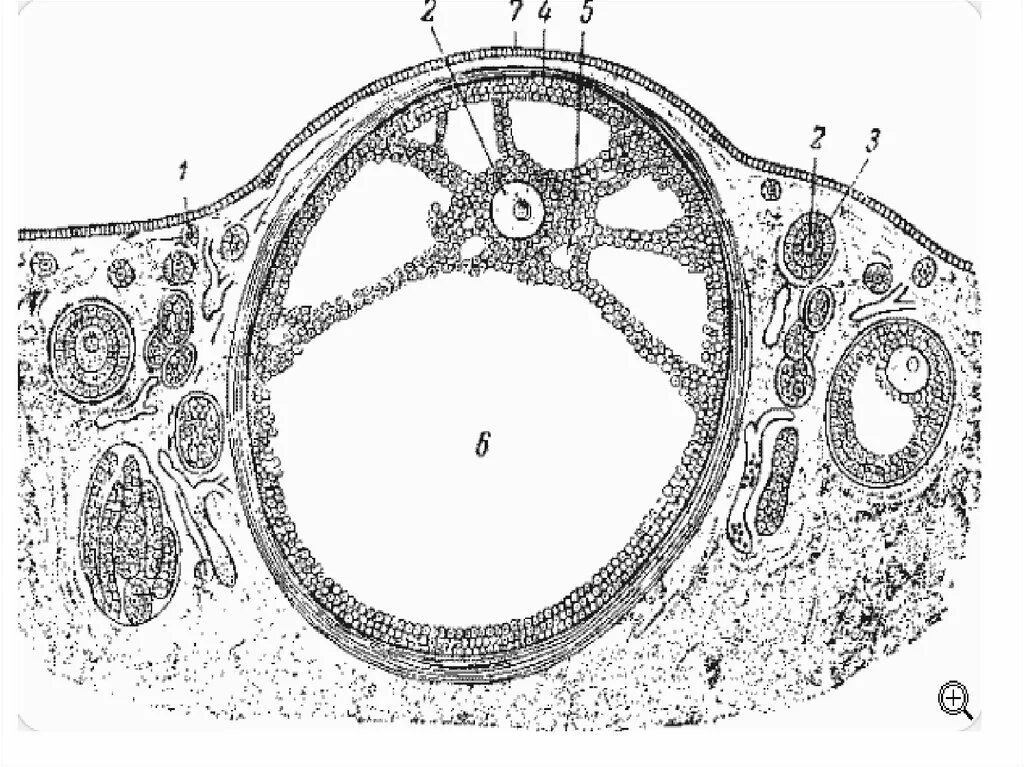Граафов пузырек яичника. Фолликул яичника млекопитающего. Граафов пузырек. Яичник млекопитающего гистология. Яйцеклетка млекопитающего срез яичника.
