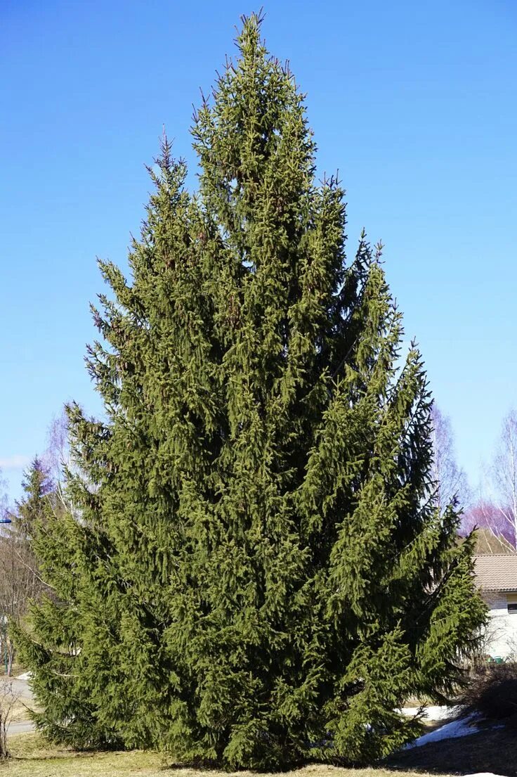Ялина. Ель европейская picea abies. ель обыкновенная (европейская) – picea abies. ель обыкновенная конка. ялина дерево.