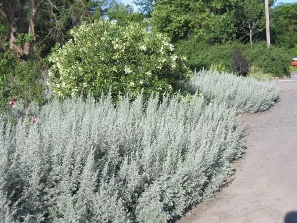 Полынь - Artemisia. Неприхотлива, засухоустойчива, морозостойка. Любит солнце. С