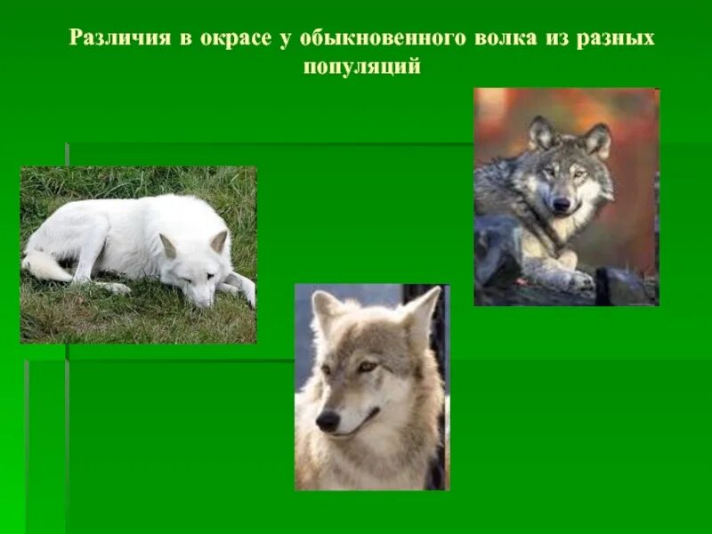 Географические признаки волка обыкновенного в каких. Признаки волка. Окрас волка обыкновенного. Тип развития волка обыкновенного. Морфологический критерий волка.