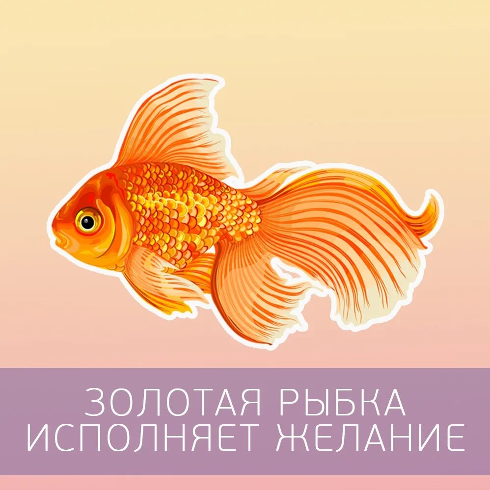 Золотая рыбка загадай желания. Золотая рыбка исполнение желаний. Рыбка исполняющая желания. Золотая рыбка исполняет желания. Рыбка Золотая исполни желание.