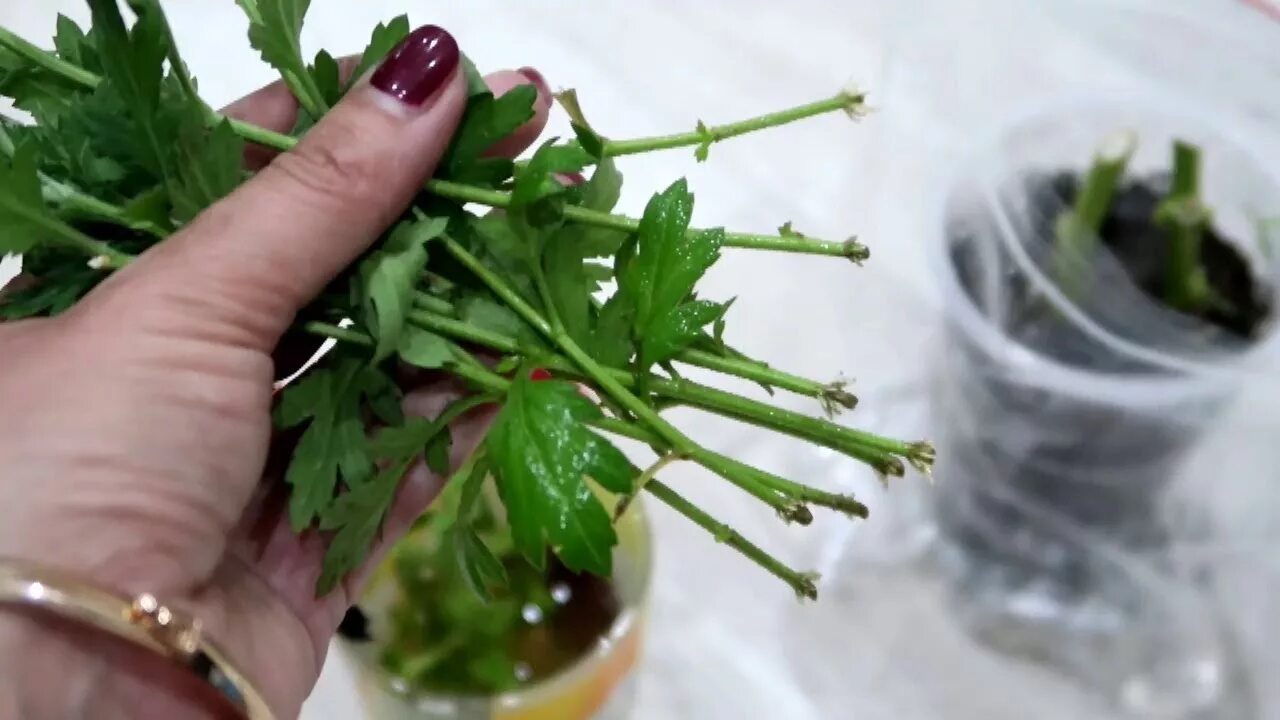 Можно черенковать хризантему осенью. Хризантема мультифлора прищипка. Хризантема одноголовая черенки. Можно черенковать хризантему осенью. Укоренить черенки хризантем.