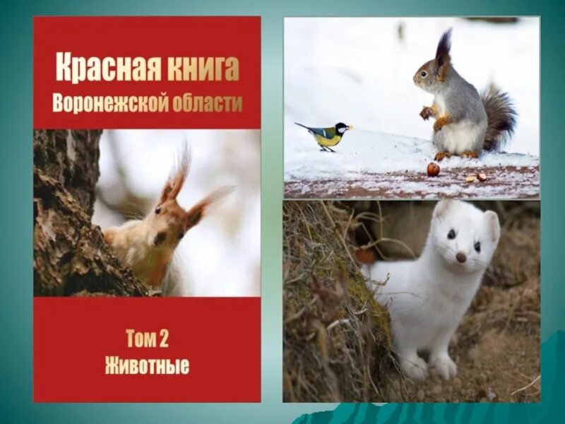 Проект красная книга животных воронежской области Презентация на тему "Растения из Красной книги Воронежской области"