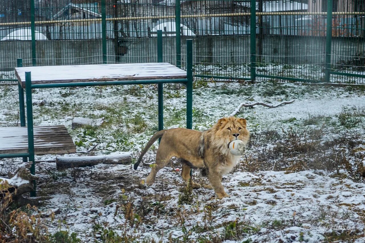 Пензенский зоопарк сайт. Пензенский зоопарк Пенза. Зоопарк Пенза вальер Льва. Архиерейский сад зоопарк Пенза. Зоопарк Пенза зимой.