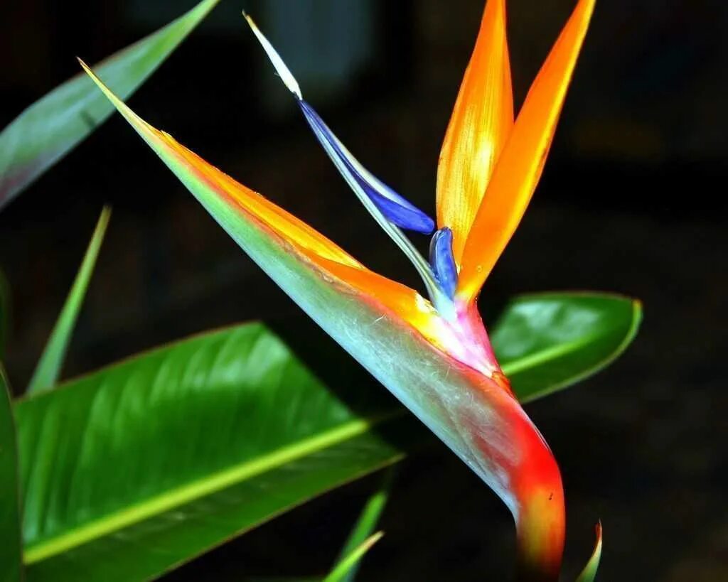 Стрелиция размножение. Стрелиция. стрелиция тростниковая strelitzia juncea. стрелиция райская птица. стрелиция синяя.