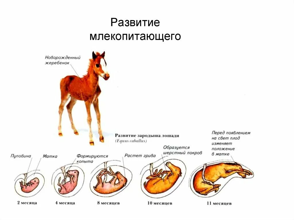 Половые признаки млекопитающих. Цикл развития млекопитающих схема. Схема эмбрионального развития млекопитающего. Этапы развития эмбриона лошади. Схема размножения и развития млекопитающих.