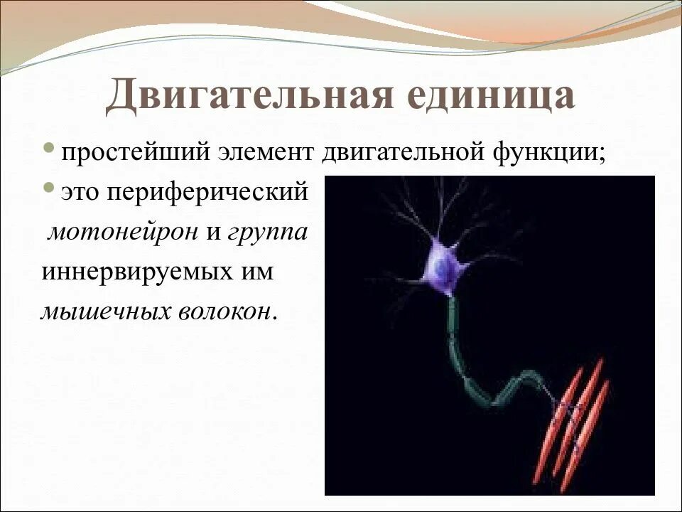 Двигательная единица мотонейрон. Функции двигательных единиц. Элементы двигательной единицы. Двигательная единица это физиология.