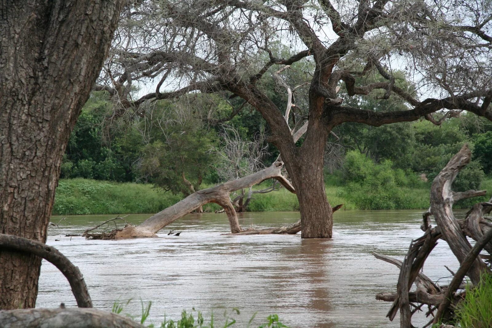 Africa river. Река Лимпопо ЮАР. Лимпопо река в Африке. Зимбабве река Лимпопо. Река Лимпопо Мозамбик.