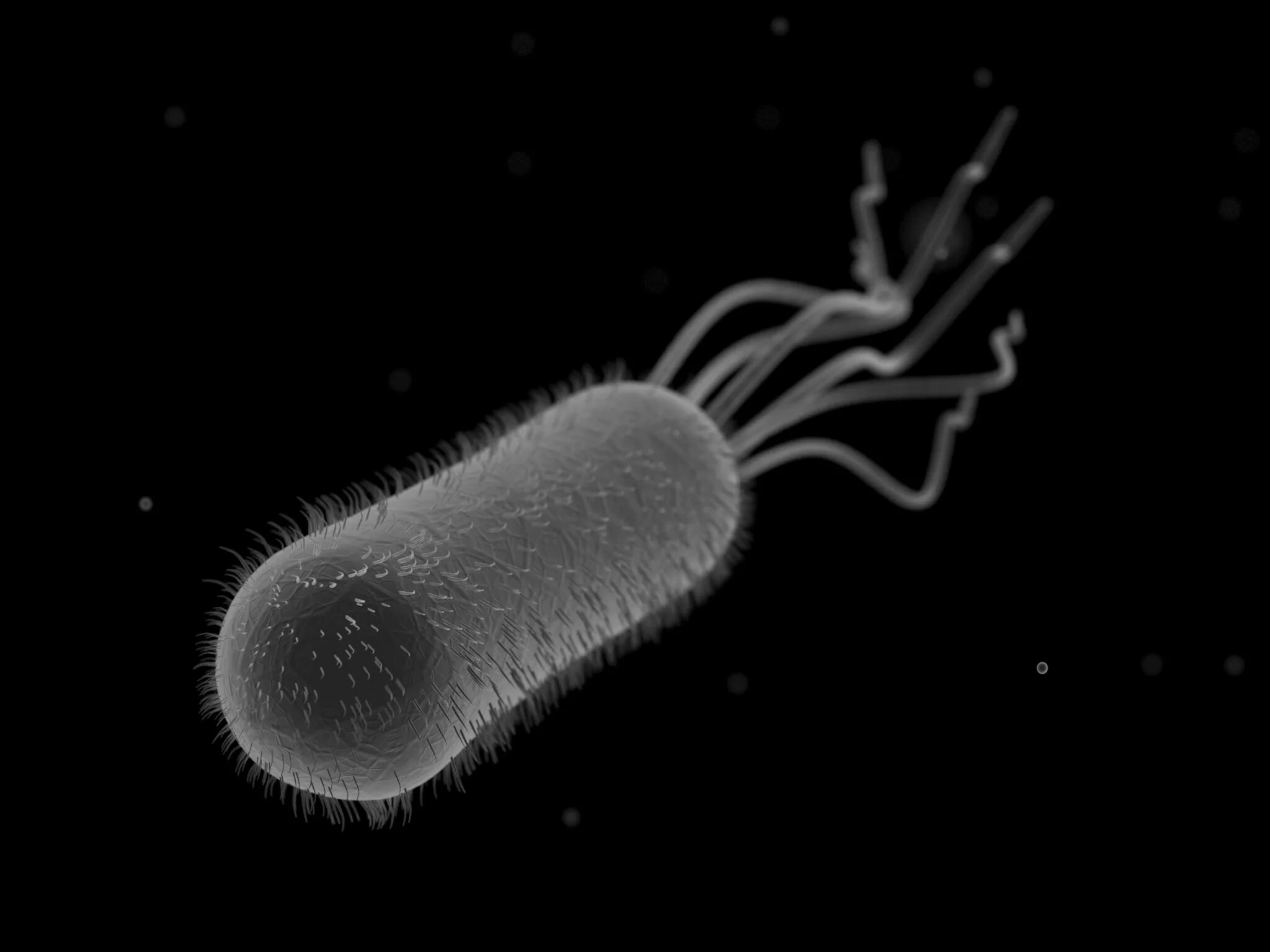 Coli sotwe. Кишечная палочка Escherichia coli. Бактерия Escherichia coli. Кишечная палочка эшерихия коли. О микроорганизмы Escherichia coli.