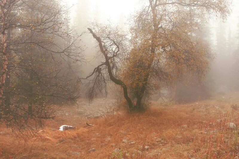 Поздняя осень туман. Туман поздней осенью. Пасмурная осень. Унылая поздняя осень.