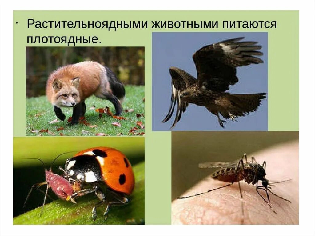 Роль растительноядных птиц в природных сообществах. Растительноядными животными питаются плотоядные.. птицы хищные и растительноядные. представители растительноядных. всеядные, хищные, растительноядные птицы.