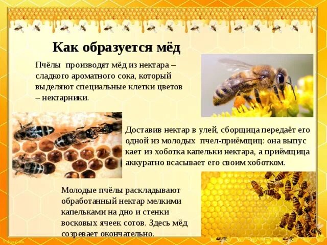 Сколько делать мед. Как образуется мед. Как пчелы образуют мед. Как образуется пчелиный мед. Процесс меда у пчел.