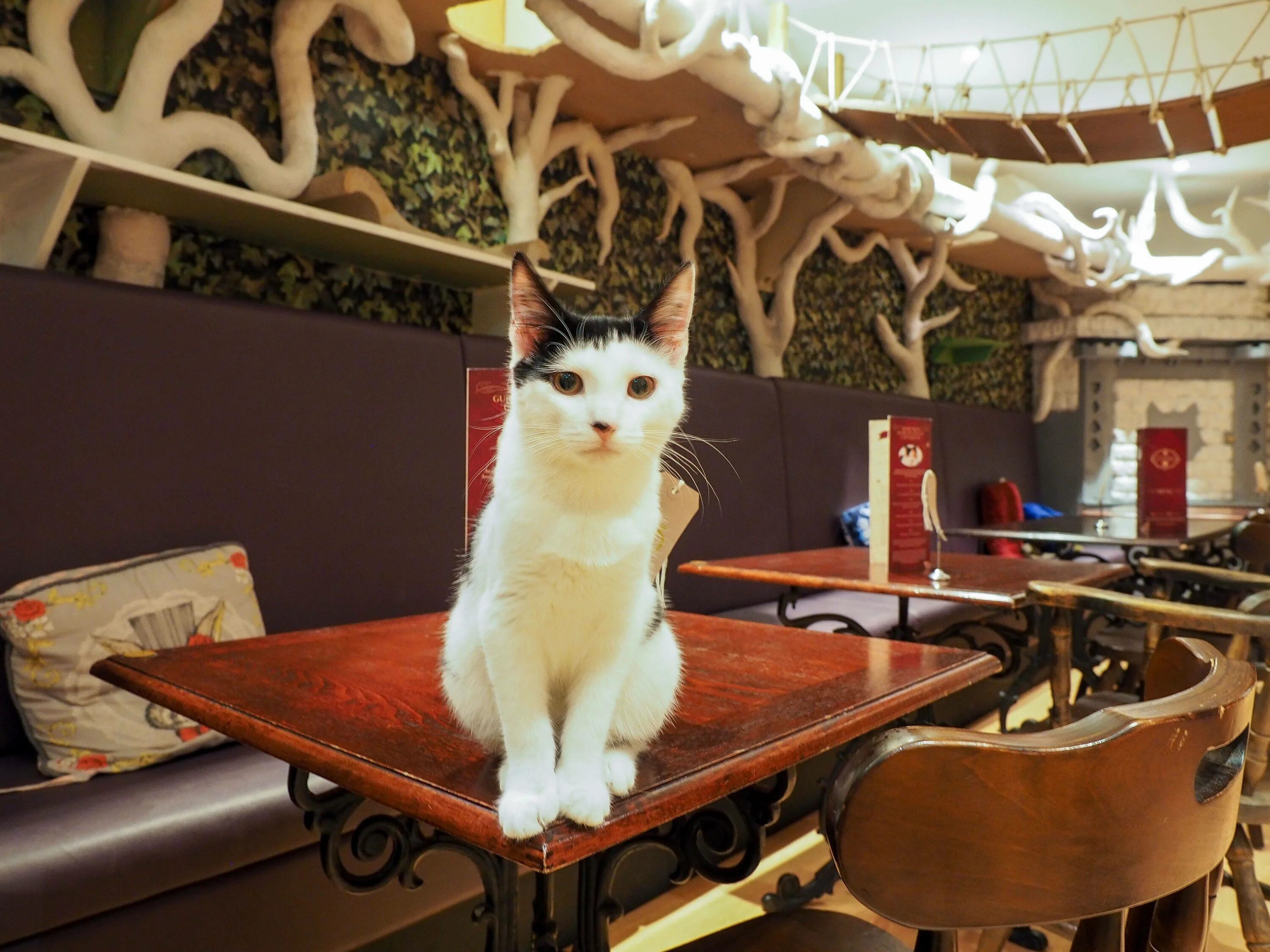 Кэт кафе. Кошачье кафе - "Cat Cafe" в Японии. Кафе Lady Dinah’s Cat Emporium. Котокафе Котофейня, Москва. Котокафе на Новокузнецкой.