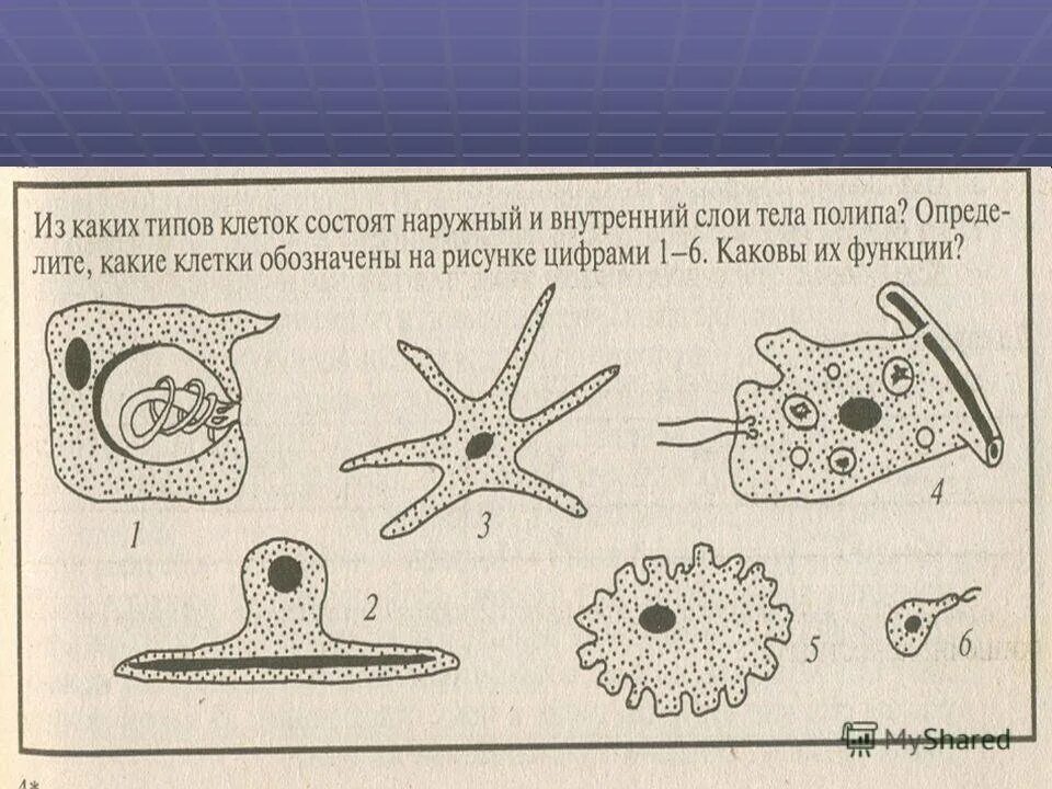 Организм животного состоит из клеток. Строение кишечнополостных ЕГЭ. Клетки тела гидры. Клетки тела гидры пресноводной. Структура тела гидры.