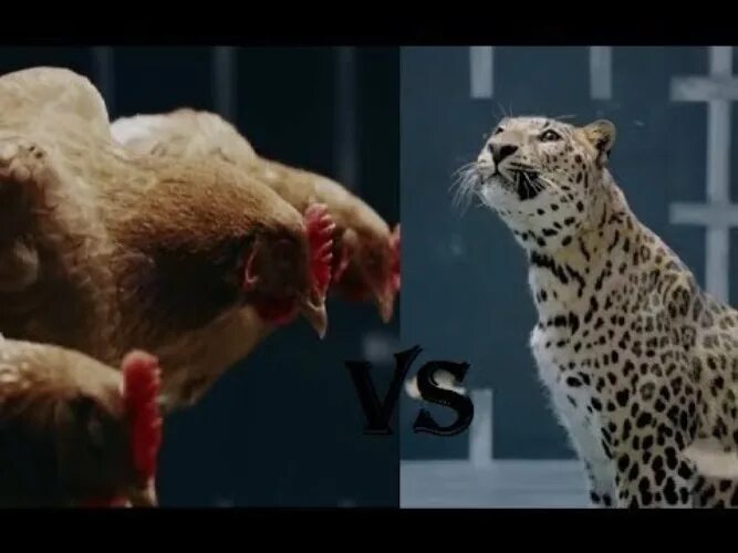 Реклама Ягуар. Реклама Ягуар против Мерседеса. Реклама Мерседес с ягуаром. Ягуар из рекламы.