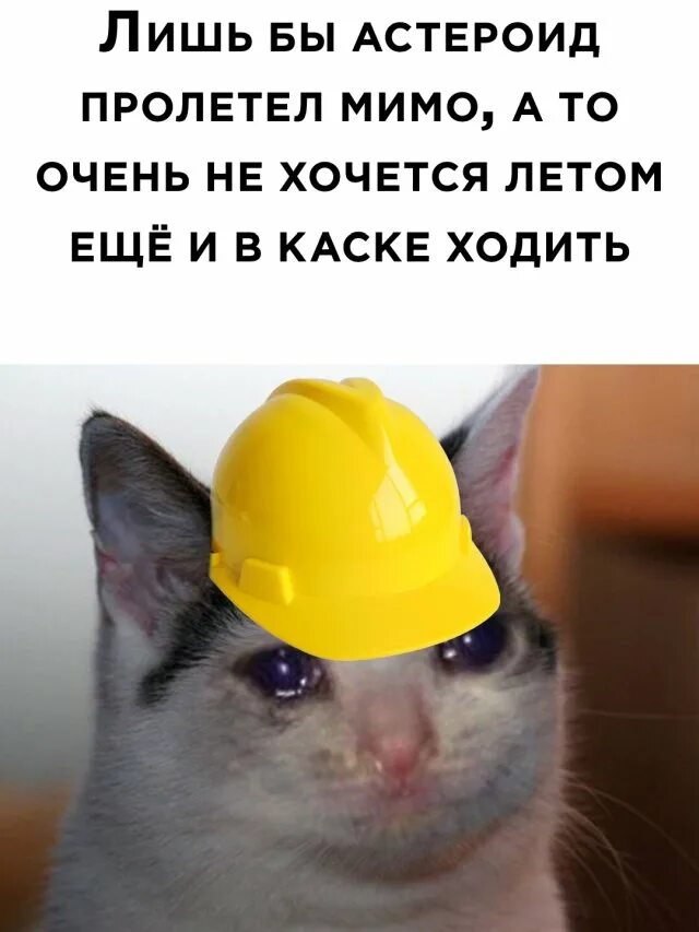 коты приколы с надписями. смешные коты картинки с надписями. картинки не спать прикольные. смешные мимо. когда в отпуске проезжаешь мимо работы.