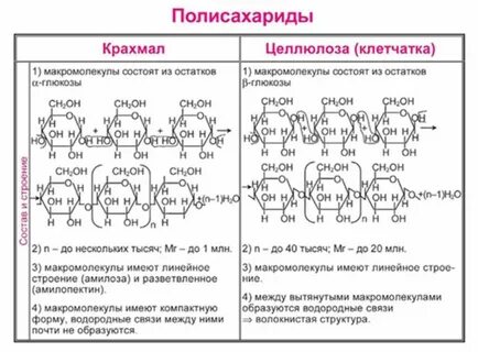 Сравнение крахмала и целлюлозы таблица