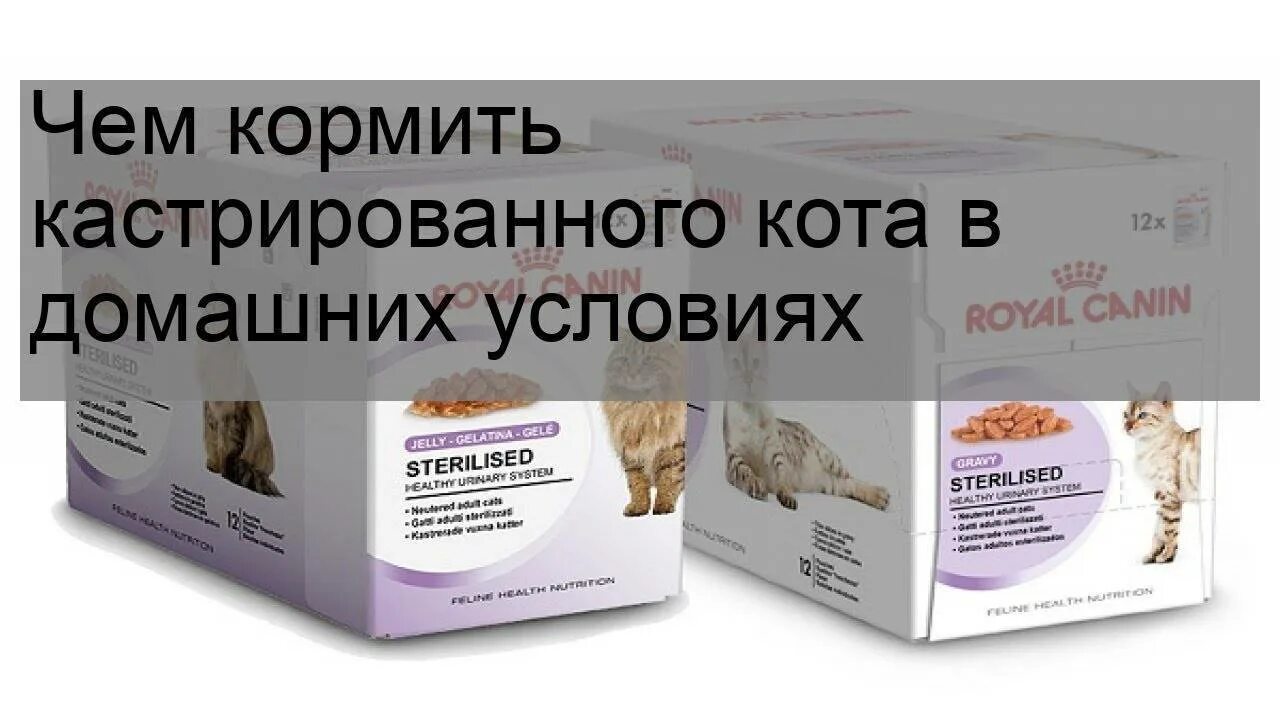Можно ли давать кастрированным котам