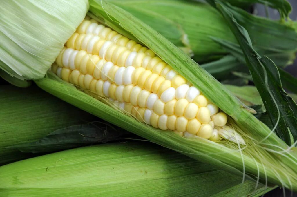 Куры можно кукурузы. Пищевая кукуруза. Питание кукурузы. Кукурузная диета. Кукуруза на диете.