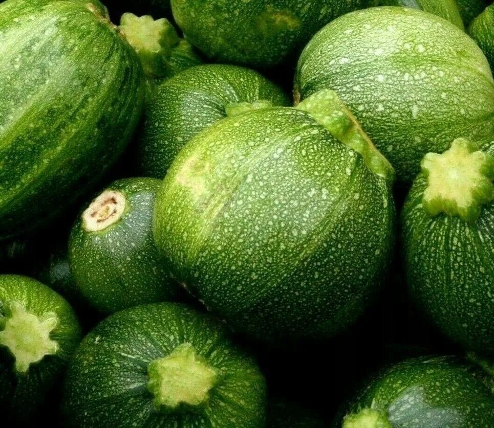 RONDE DE NICE Round Zucchini Seeds (Cucurbita pepo) Squash seeds, Seeds, Summer 