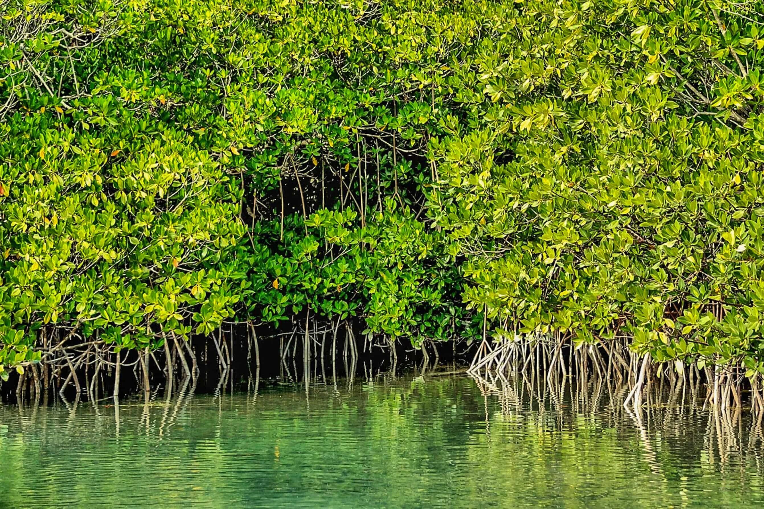Где найти мангровое дерево