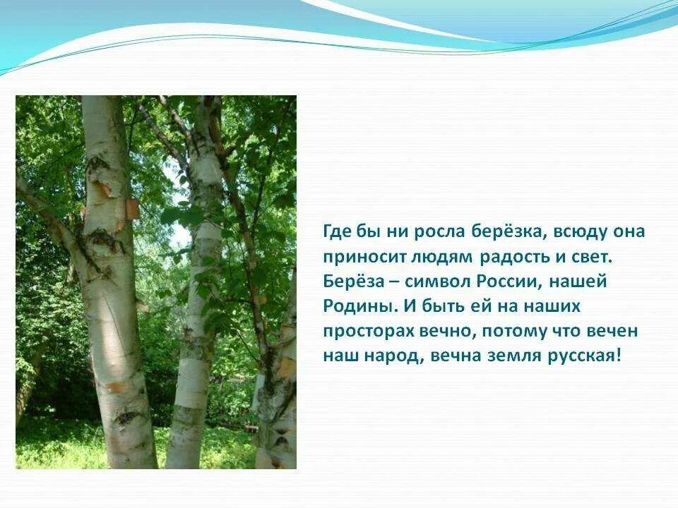 Береза символ России. О берёзе кратко. Дерево нашей Родины. Береза символ.