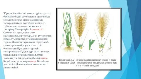 Brazzers порно фильмдерінің жинағы