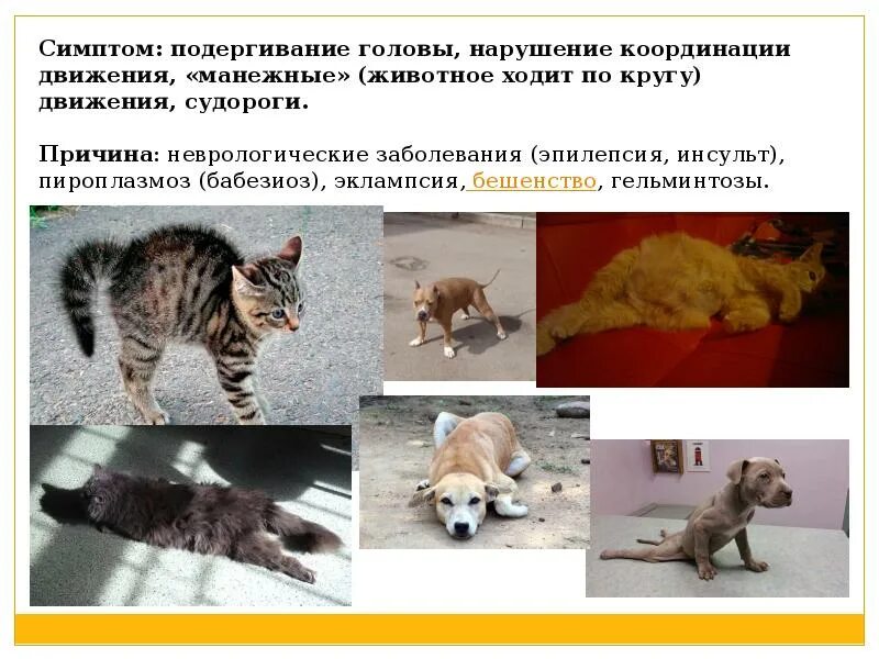 Как понять что у кота бешенство. Бешенство у кошек симптомы. симптомы бешенства у кота.
