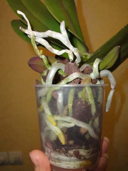 Орхидея фаленопсис корни. Как выглядят корни орхидеи. Как выглядят корни орхидеи. Орхидея фаленопсис гнилые корни. Фаленопсис корни.