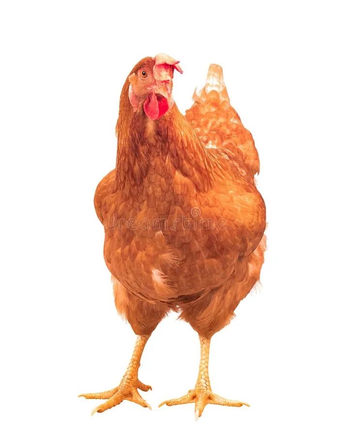 Кура рост. Курица спереди. Курица стоит. Курица сбоку. Курица в профиль.