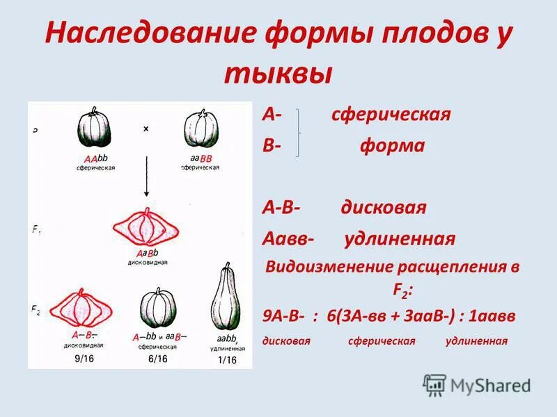 форма плода тыквы комплементарность. наследование окраски плодов тыквы. формы плодов тыквы. наследование формы плодов у тыквы. наследование формы плода у тыквы.