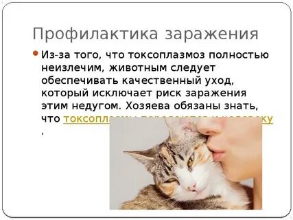 Симптомы токсоплазмоза у кошек