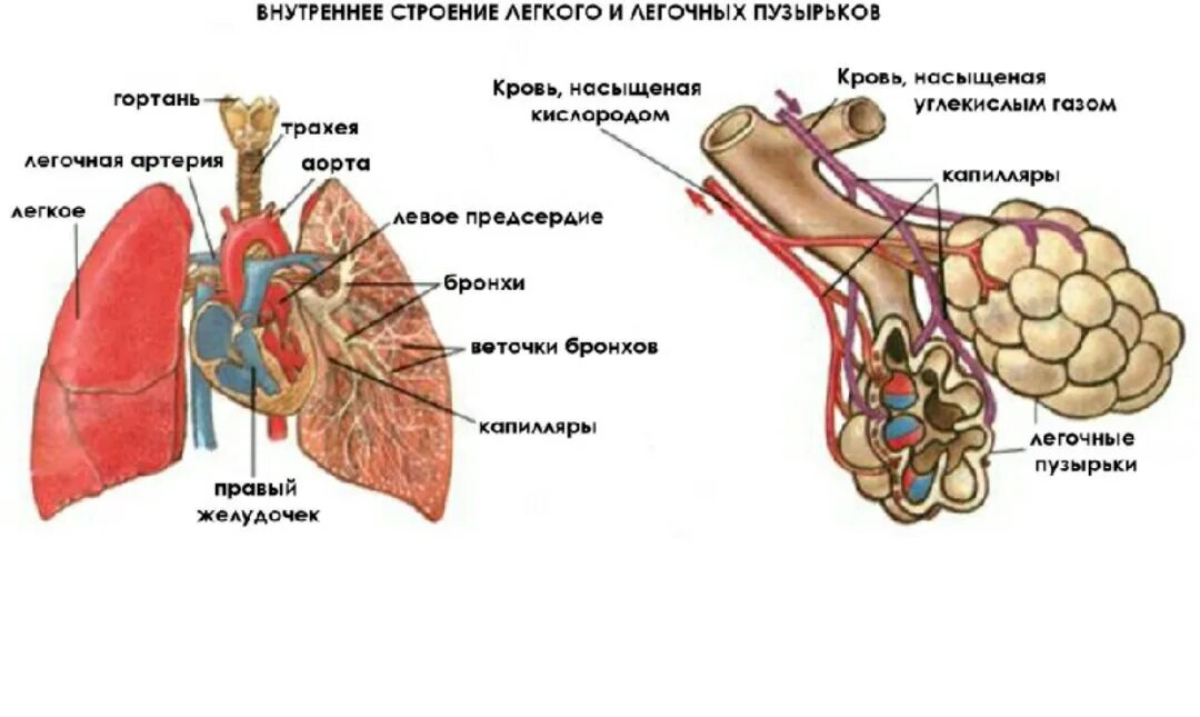 Легкие 8 класс кратко. Лёгкие анатомия человека строение. Легкое человека анатомия строение. Схема внутреннего строения легкого. Строение лёгких человека анатомия рисунок.