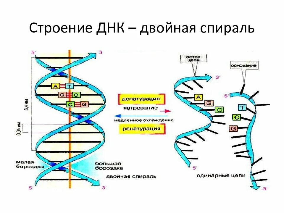 Короткие цепи днк. Структура двойной спирали ДНК. Принципы строения двойной спирали ДНК. Двойная спираль ДНК строение. Схема строения ДНК двойная спираль.