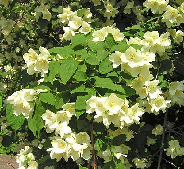 Чубушник вирджинал. Чубушник венечный (philadelphus coronarius). Чубушник сибирский. Чубушник розовый. Чубушник лимонный.