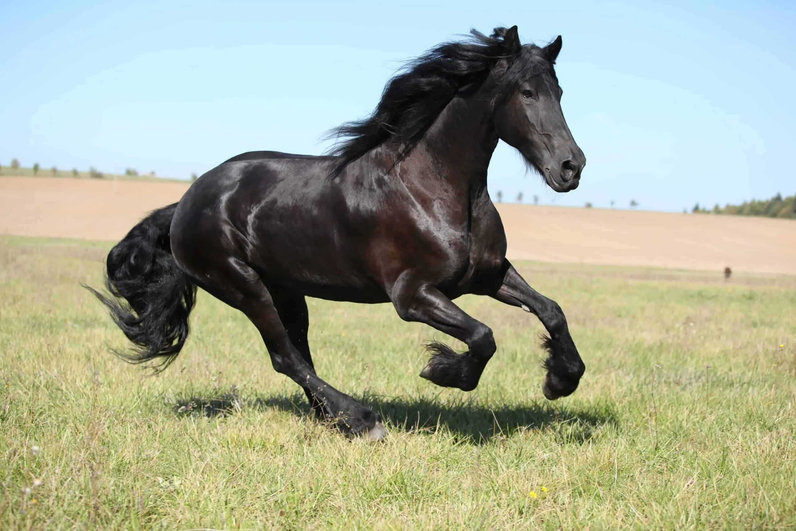 Без фризов. Фриз Фризская лошадь. Пегая Фризская лошадь. Friesian порода лошадей-.