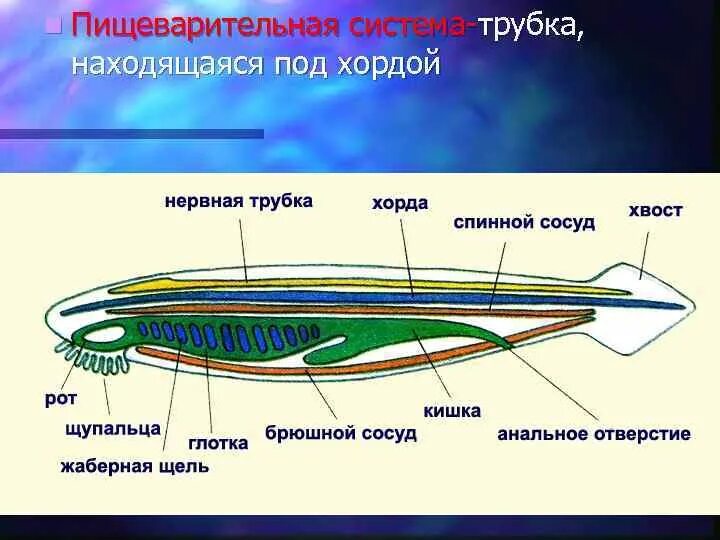 Хорда у ланцетника расположена. Пищеварительная трубка под хордой. Нервная трубка у хордовых расположена. Пищеварительная система хордовых.