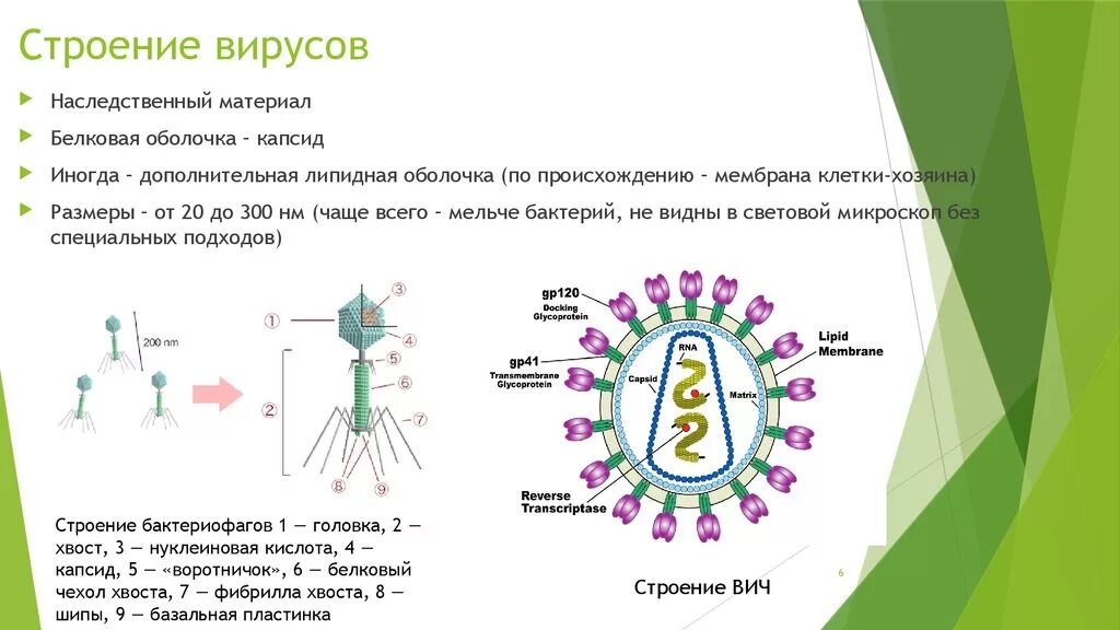 Строение вируса оболочка капсид. Схема строения вируса биология. Строение вируса схема с обозначениями и пояснениями. Строение 5 вирусов. Характеристика строения вирусов